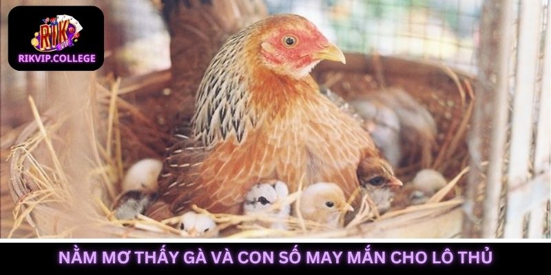 Các con số may mắn liên quan đến chiêm bao về gà
