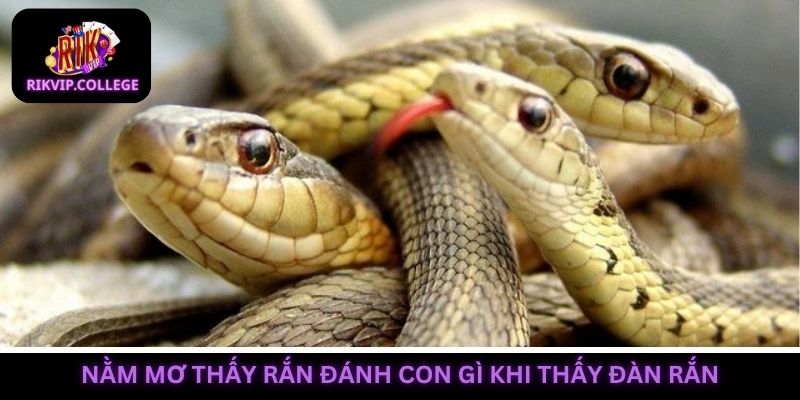 Chiêm bao thấy cả đàn rắn thể hiện nỗi ám ảnh trong bạn