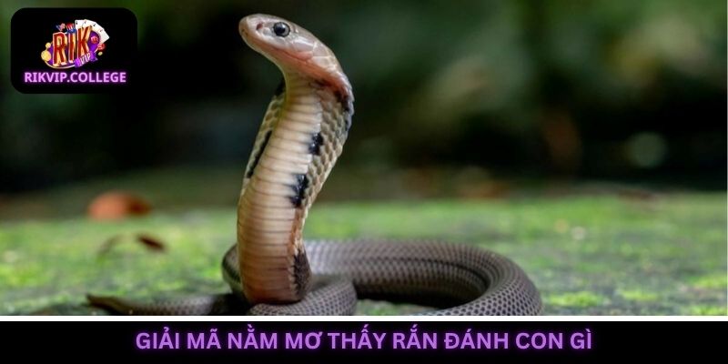 Giấc mơ gặp rắn có thể báo hiệu điềm lành hoặc xấu tùy trường hợp