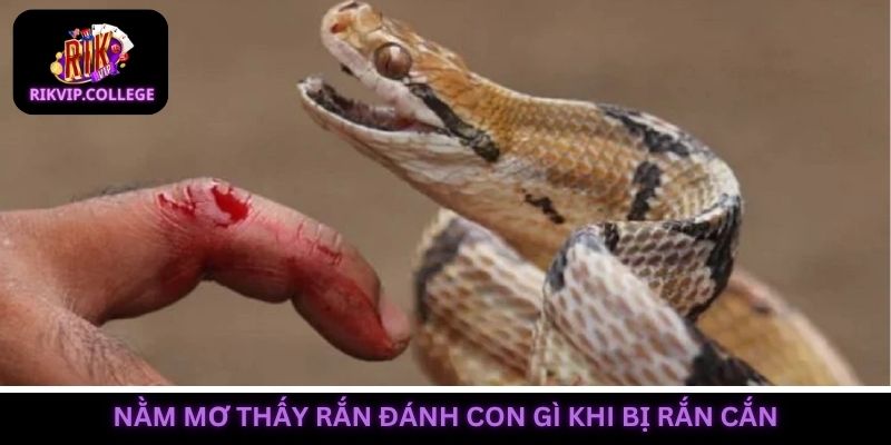 Giải đáp nằm mơ thấy rắn đánh con gì nếu bị rắn cắn