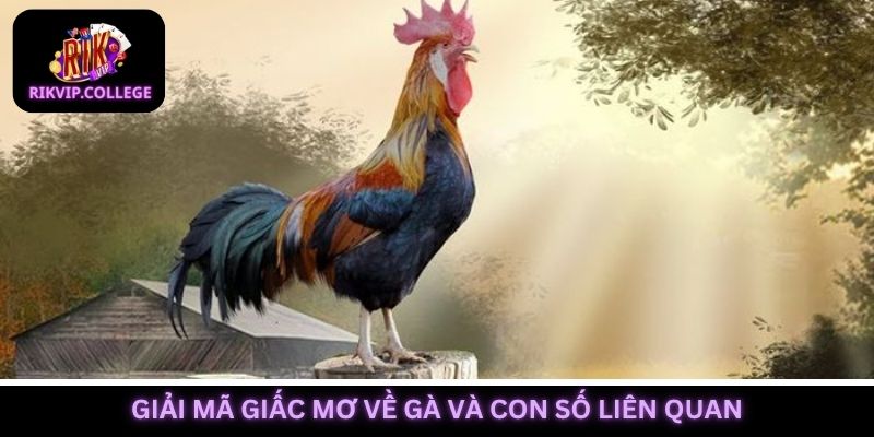 Giải mã nằm mơ thấy gà đánh con gì, ý nghĩa của giấc mộng