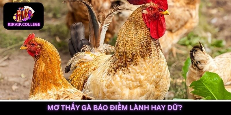 Mơ thấy gà đa phần báo điềm lành, mang đến nhiều tin vui